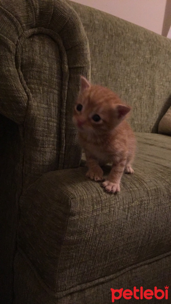 Tekir Kedi, Kedi  Zeplin fotoğrafı