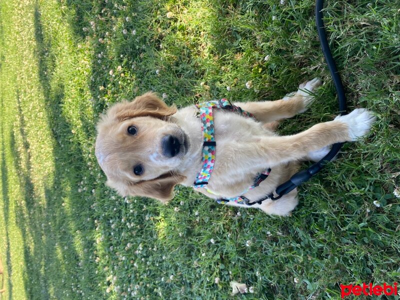 Golden Retriever, Köpek  Vegas fotoğrafı