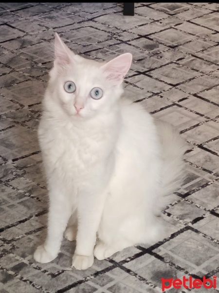 Ankara Kedisi, Kedi  Şila fotoğrafı