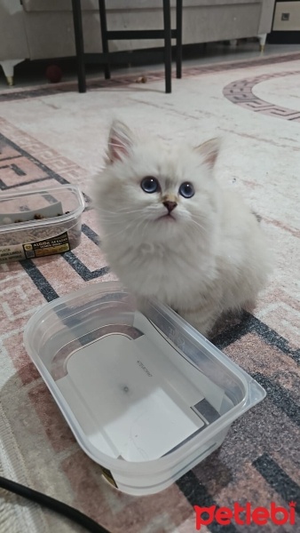 British Longhair, Kedi  İnci fotoğrafı