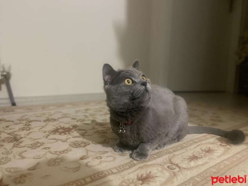 British Shorthair, Kedi  Cesur fotoğrafı