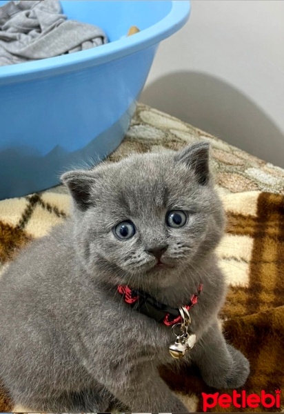 British Shorthair, Kedi  Cesur fotoğrafı