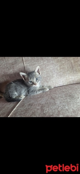 Tekir Kedi, Kedi  Misket fotoğrafı
