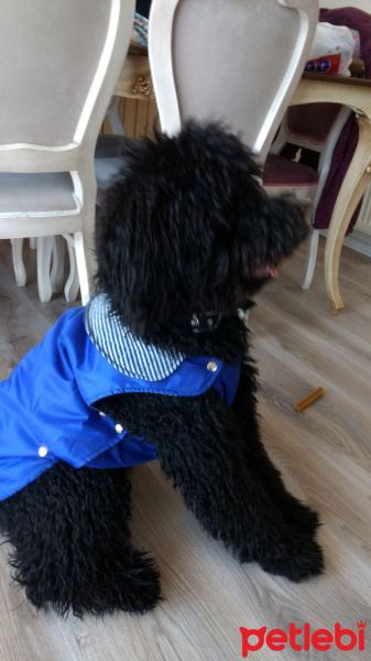 Poodle(Standart Kaniş), Köpek  Teddy fotoğrafı
