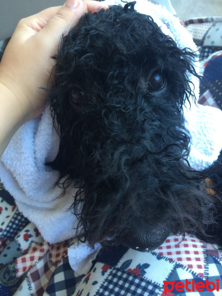 Poodle(Standart Kaniş), Köpek  Teddy fotoğrafı