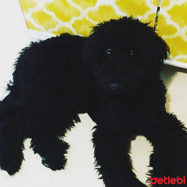 Poodle(Standart Kaniş), Köpek  Teddy fotoğrafı