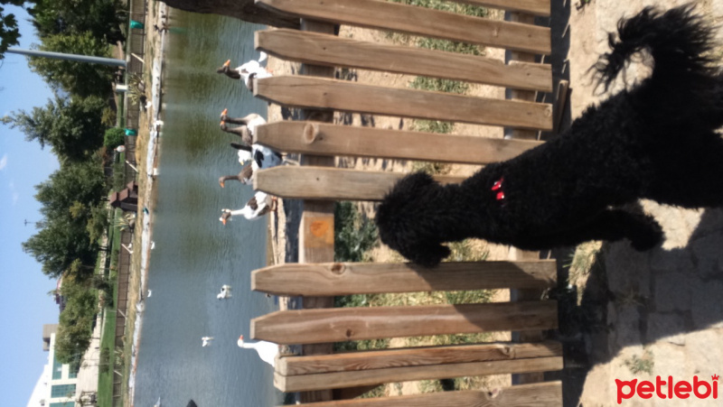 Poodle(Standart Kaniş), Köpek  Teddy fotoğrafı