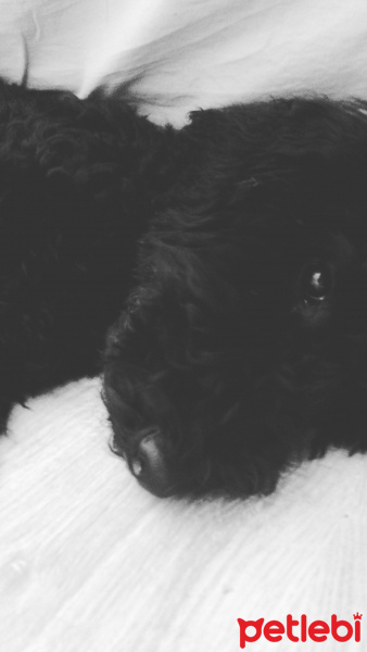 Poodle(Standart Kaniş), Köpek  Teddy fotoğrafı