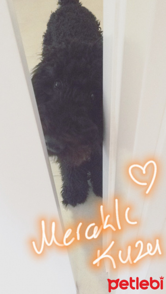 Poodle(Standart Kaniş), Köpek  Teddy fotoğrafı