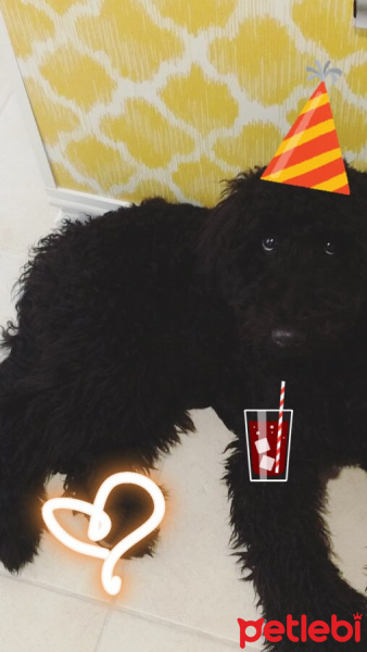 Poodle(Standart Kaniş), Köpek  Teddy fotoğrafı