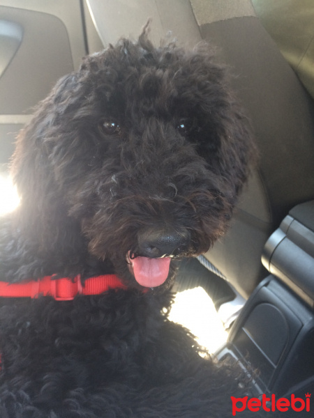 Poodle(Standart Kaniş), Köpek  Teddy fotoğrafı