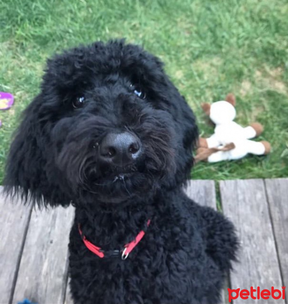 Poodle(Standart Kaniş), Köpek  Teddy fotoğrafı