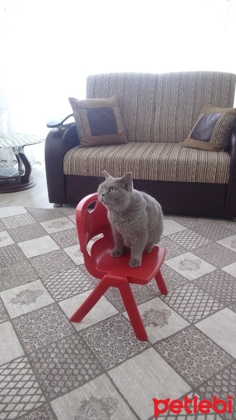 British Shorthair, Kedi  Mila fotoğrafı