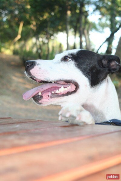 Amerikan Pitbull Terrier, Köpek  Bolo fotoğrafı