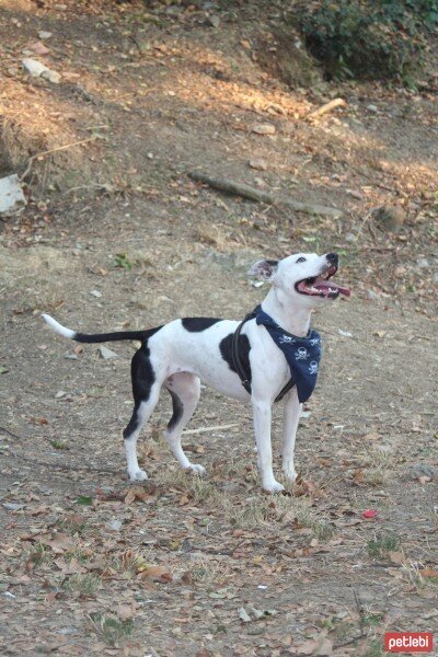 Amerikan Pitbull Terrier, Köpek  Bolo fotoğrafı