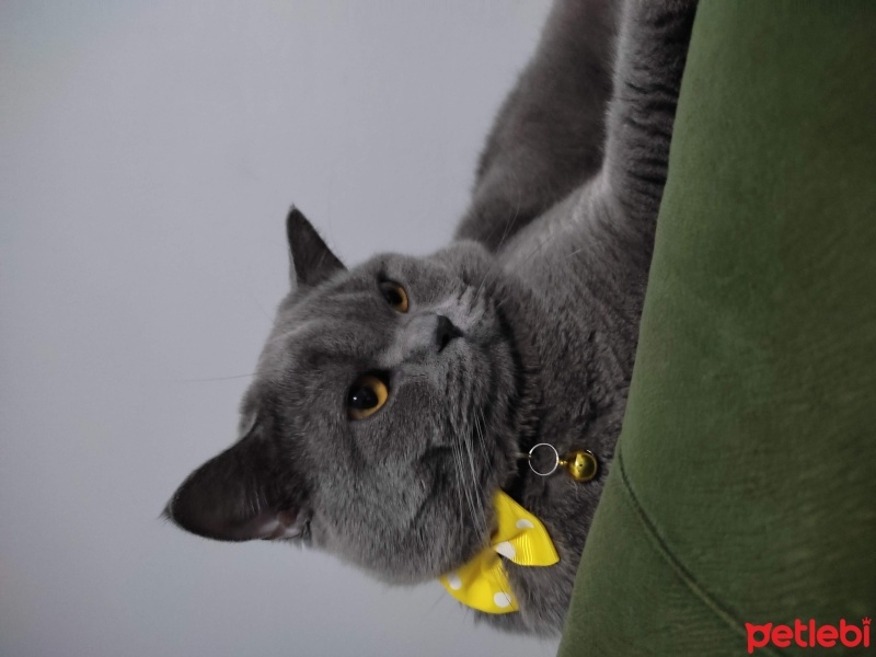 British Shorthair, Kedi  Leo fotoğrafı