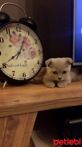 Scottish Fold, Kedi  lily fotoğrafı