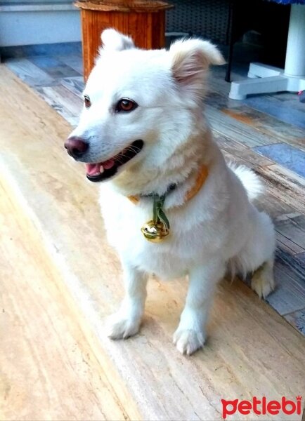 Samoyed, Köpek  Gümüş fotoğrafı