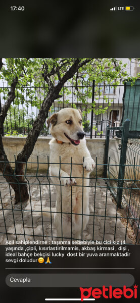 Akbaş, Köpek  Lucky fotoğrafı