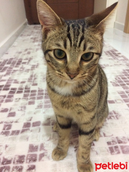 Tekir Kedi, Kedi  fikret fotoğrafı