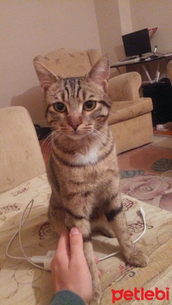 Tekir Kedi, Kedi  fikret fotoğrafı