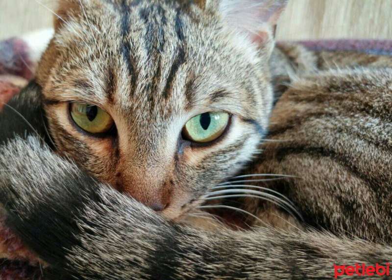 Tekir Kedi, Kedi  fikret fotoğrafı