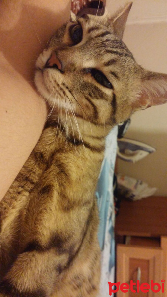 Tekir Kedi, Kedi  fikret fotoğrafı