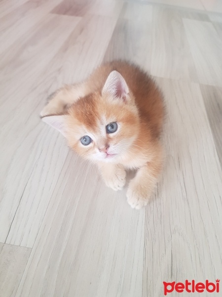 Scottish Fold, Kedi  Scottish fold ve british fotoğrafı