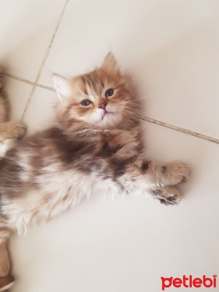 Scottish Fold, Kedi  Scottish fold ve british fotoğrafı