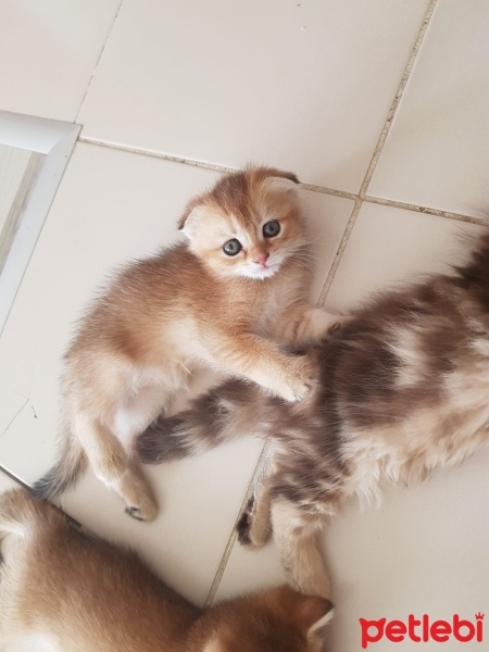Scottish Fold, Kedi  Scottish fold ve british fotoğrafı