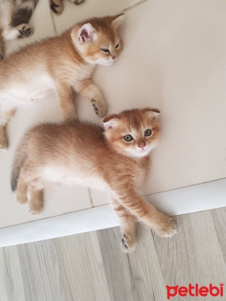 Scottish Fold, Kedi  Scottish fold ve british fotoğrafı