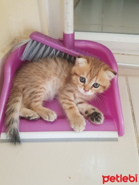 Scottish Fold, Kedi  Scottish fold ve british fotoğrafı