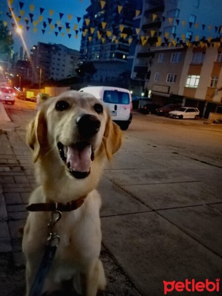 Golden Retriever, Köpek  Miya fotoğrafı