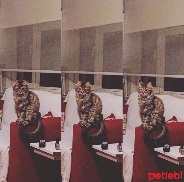 Tekir Kedi, Kedi  Pamuk fotoğrafı