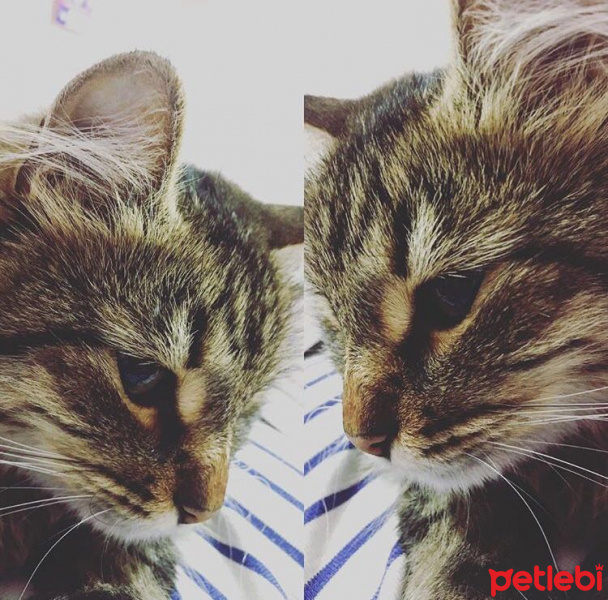 Tekir Kedi, Kedi  Pamuk fotoğrafı