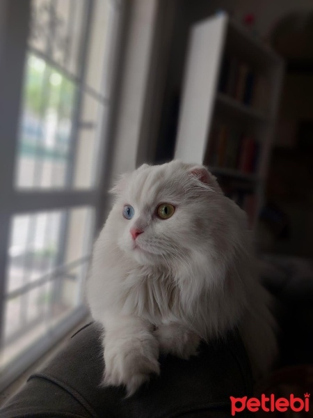 Scottish Fold, Kedi  Bal fotoğrafı