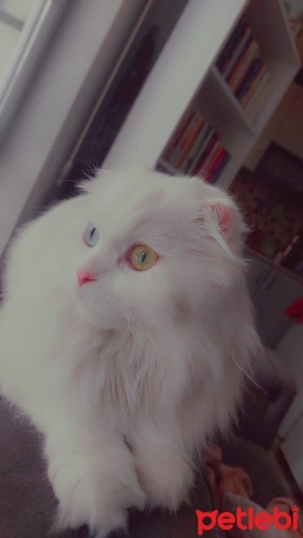 Scottish Fold, Kedi  Bal fotoğrafı