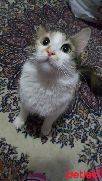 Tekir Kedi, Kedi  Minnoş fotoğrafı