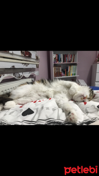 Tekir Kedi, Kedi  Minnoş fotoğrafı