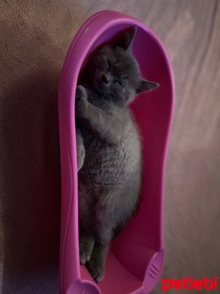 British Shorthair, Kedi  Balmia fotoğrafı