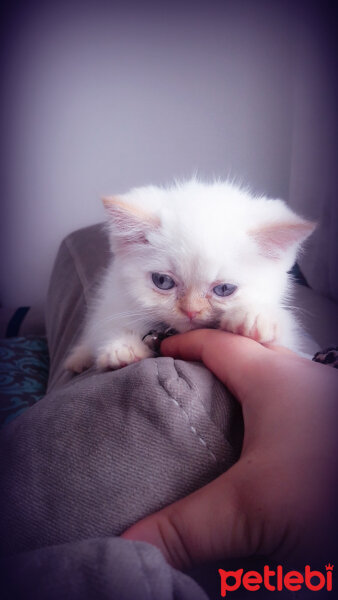 Exotic Shorthair, Kedi  ŞİFA fotoğrafı