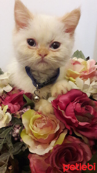 Exotic Shorthair, Kedi  ŞİFA fotoğrafı