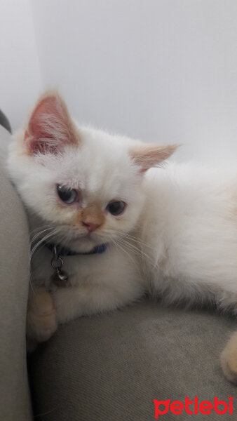 Exotic Shorthair, Kedi  ŞİFA fotoğrafı