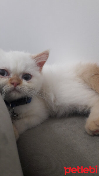 Exotic Shorthair, Kedi  ŞİFA fotoğrafı