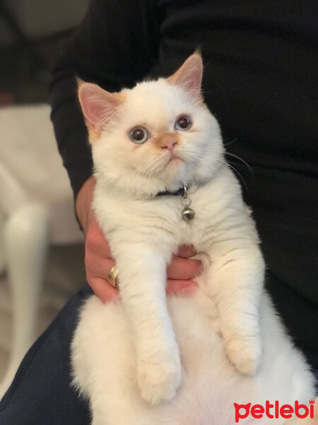 Exotic Shorthair, Kedi  ŞİFA fotoğrafı