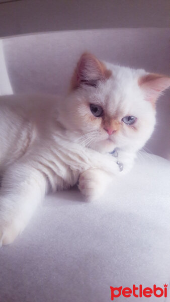 Exotic Shorthair, Kedi  ŞİFA fotoğrafı