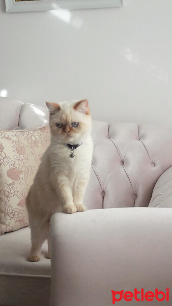 Exotic Shorthair, Kedi  ŞİFA fotoğrafı