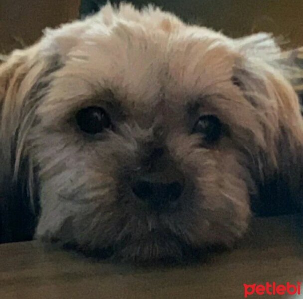 Shih Tzu, Köpek  Oddie fotoğrafı