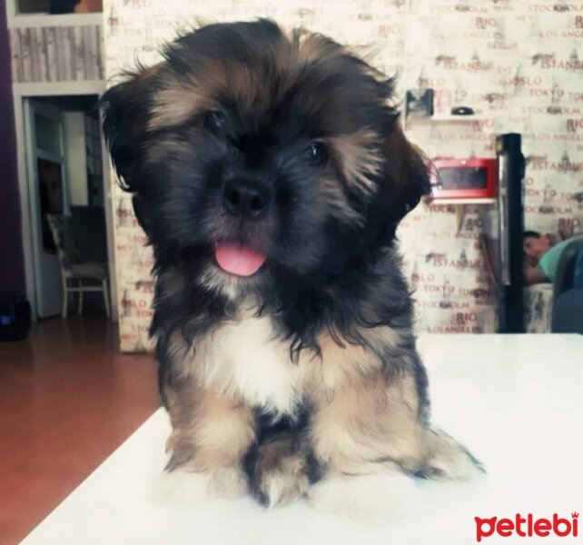 Shih Tzu, Köpek  Oddie fotoğrafı