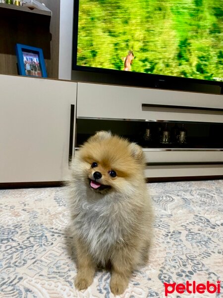 Pomeranyalı, Köpek  Dobby fotoğrafı